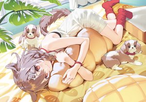 Rating: Safe Score: 109 Tags: animal animal_ears bed braids brown_hair cat_smile dog doggirl dress hololive inugami_korone misoni_comi red_eyes socks summer_dress tail wristwear User: BattlequeenYume